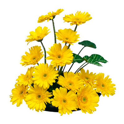 Beautiful yellow Gerberas Basket 16 gerberas