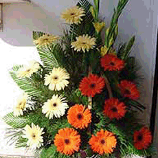 Multicolor Gerbera arrangement