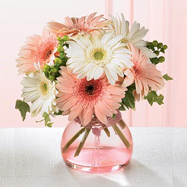 send 12 pink & white gerberas in vase