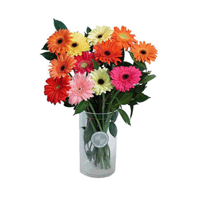 	12 different colors Gerberas in a Vase